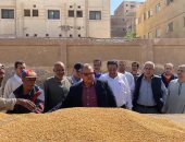توريد 60 ألف طن من محصول القمح بالشون والصوامع الحكومية بمراكز المنيا