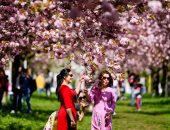 حدائق ألمانيا تستقبل زوارها احتفالا بتفتح أشجار الكرز 