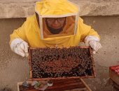 مليون نحلة لإنتاج عسل النحل بزراعة بورسعيد.. فيديو وصور