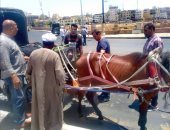 مصادرة عربات حنطور يقودها أطفال بالأقصر وتحرير 4 محاضر لعدم تركيب "حفاضات للخيول"