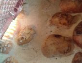 سلامة الغذاء بالغربية ترصد 395 مخالفة بعد حملاتها التفتيشية على 295 منشأة 