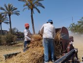 زراعة الشرقية: حصاد 190 ألف فدان من المساحات المنزرعة بالذهب الأصفر.. صور