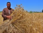 "سنابل الخير" فرحة بين مزارعى شرق بورسعيد خلال حصاد محصول القمح.. مزارع: لم أحصد مثل هذه الإنتاجية منذ عام 2010.. والمحافظ يعلن زراعة 10 آلاف و138 فدانا من المساحة المزروعة.. صور