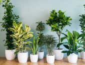 8 نصائح مهمة للحفاظ على نباتات الزينة داخل البيت والحديقة في الصيف 