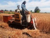 زراعة الشرقية: حصاد 223 ألفا و500 فدان من محصول القمح لموسم 2023
