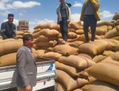 ذهب الغيطان يملأ شون وصوامع المنيا.. توريد أكثر من 130 ألف إدرب قمح