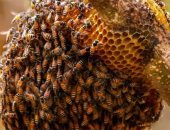 أسراب من النحل القاتل تهاجم مُسنا أمريكيا لمدة 3 ساعات