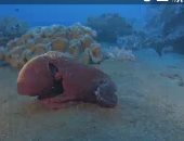 قناة الوثائقية تعرض فيلما بعنوان "في أعماق المحيط"