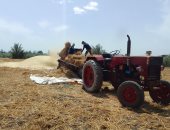 فرحة الذهب الأصفر.. حصاد القمح يرسم البسمة على وجوه مزارعى دمياط.. صور