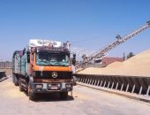 توريد 43% من القمح المستهدف فى محافظة أسوان.. صور