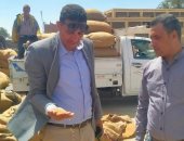 شون وصوامع المنيا تستقبل 162 ألف طن قمح