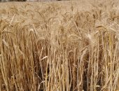 مدير عام الزراعة بالشرقية: حصاد 270 ألف فدان من المساحات المزروعة بالقمح