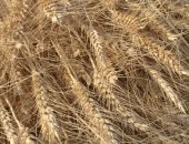 خير بلدنا.. فرحة المزارعين بحصاد القمح فى أراضى الغربية: الموسم ده عيد بالنسبة لنا.. نشارك بعضنا البعض كل عام.. القمح يوفر فرص العمل للعديد من المزارعين.. وكيل الزراعة: متابعة يومية لعملية فرز القمح واستلامه