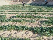 "السراديب" طريقة أهل سيناء لزراعة أفضل أنواع البطيخ بين تلال الرمال.. صور