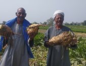 شاهد فرحة المزارعين بحصاد محصول البنجر في المنيا