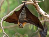اكتشاف بروتين فى الخفافيش يعالج كورونا ويمنع الشيخوخة وأمراض القلب