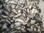 ضبط 2 طن أسماك مجمدة غير صالحة للاستهلاك الآدمى بكفر الشيخ