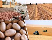 الزراعة: تصدير مليون و32 ألف طن بطاطس منذ بداية العام