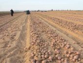 ‫ الزراعة تعلن فتح الأسواق البرازيلية أمام البطاطس المصرية 