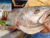 وزنها 30 كيلو وطولها 120 سم.. شاهد سمكة "اللوت" فى الإسكندرية.. فيديو وصور