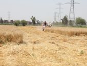 "زراعة الإسكندرية": توريد 95 ألف طن قمح إلى صوامع الغلال حتى الآن