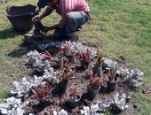 محافظ الإسكندرية: زراعة 47 ألف شجرة مثمرة ضمن مبادرة 100 مليون شجرة 