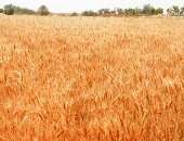 ارتفاع كبير فى أسعار القمح بإسبانيا بسبب اضطراب السوق الدولية