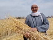 مدير عام الزراعة بالشرقية: حصاد 361 ألف فدان من المساحات المزروعة بالقمح