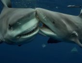 ماذا يحدث لأسماك القرش والدلافين والتماسيح والكائنات البحرية خلال الأعاصير؟