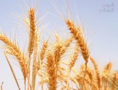 دراسة جديدة: محاصيل القمح بالولايات المتحدة والصين تتعرض لتهديد بسبب الجفاف