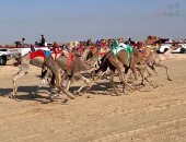 سباقات الهجن على أرض الفيروز.. منافسات الهجانة فى صحراء العريش 