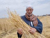 زراعة الشرقية: انتهاء حصاد القمح فى نطاق المحافظة