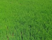 محافظ بورسعيد: بدء موسم زراعة المحاصيل الاستراتيجية الصيفية الأرز والذرة