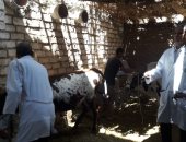 لجان من الطب البيطرى بالأقصر تحصن الماشية للحفاظ على الثروة الحيوانية.. صور