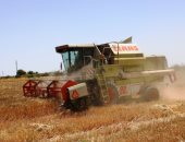 محافظ أسوان: توريد 118.9% من المستهدف لصوامع القمح