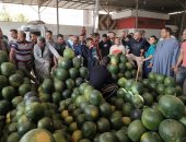 هنا مزاد بيع البطيخ بوكالة الحضرة فى الإسكندرية.. صور وفيديو