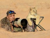 الأسد صديقى.. شبل صغير يستولى على مقعد مصور للحياة البرية فى لقطة طريفة
