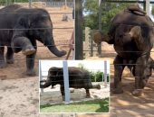 أفيال تمارس تمارين اليوجا يوميا بحديقة حيوان هيوستن للحفاظ على رشاقتها 
