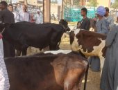 حملات تموينية على أسواق الماشية فى الأقصر تزامنا مع اقتراب عيد الأضحى
