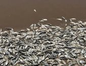 نفوق آلاف الأسماك على خليج ساحل تكساس الأمريكى