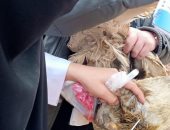 تحصين 55 ألفا و300 طائر ضد الأمراض الوبائية وإنفلونزا الطيور بكفر الشيخ