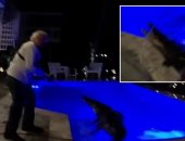 أمريكي يفاجأ بتمساح فى حمام سباحة منزله ويستنجد بمتخصصين لاصطياده.. فيديو