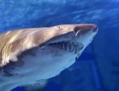 فيديو.. أمريكا تتصدر قائمة الدول الأكثر تعرضا لهجمات أسماك القرش