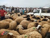 وزارة‫ الزراعة: المجازر تستقبل 27 ألف أضحية خلال العيد