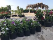 معرض زراعى لنباتات الزينة والظل والفواكه لأول مرة فى شمال سيناء.. فيديو وصور