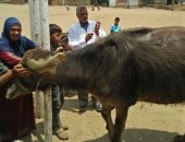 جامعة الزقازيق توجه قافلة بيطرية لقرية السطايحة بالشرقية