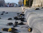 نفوق مئات الطيور.. كارثة جديدة بسبب موجة الحر فى المكسيك (فيديو)
