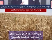 ارتفاع معدلات توريد القمح لأكثر من 3.5 مليون طن وصرف 35 مليار جنيه مستحقات المزارعين