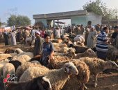 إقبال أهالى الغربية على أسواق الأضاحى.. زحام شديد على شراء خروف العيد