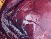 ضبط كبدة غير صالحة وأغذية منتهية الصلاحية بحملة تموينية فى الإسماعيلية